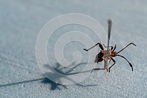 Pinned macro of a squash bug nymph in an insect entomology collection