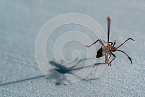 Pinned macro of a squash bug nymph in an insect entomology collection