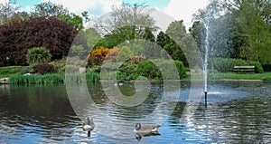 Pinner Memorial Park, UK. Photo shows lake with fountain, birds, ducks, geese, trees and green foliage.