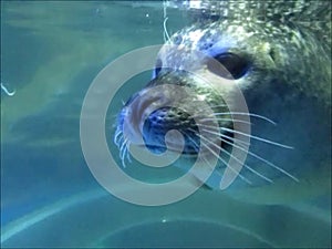 Pinniped or Seal.