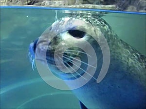 Pinniped or Seal.