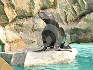 Pinniped or Seal.