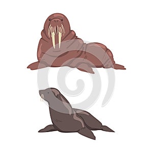 Pinniped Seal and Walrus with Tusk as Arctic Animal and Wild Mammal Vector Set