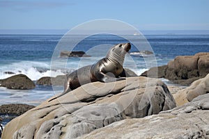 pinniped sunning on rocky shore, with view of ocean in the background