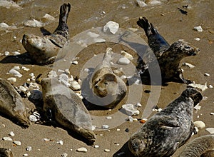 Pinnipeds, commonly known as seals,. photo