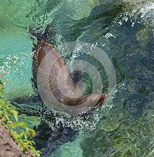 Seal Swimming in a Pool photo