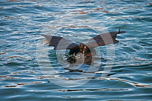 Pinnipeds the hind legs above the water while swimming photo