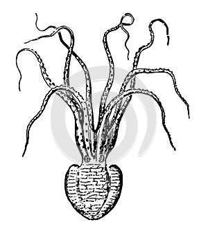 Pinnoctopus Cordiiformis vintage illustration