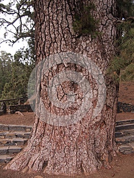 Pino de Las Dos Pernadas - pinus canariensis (Vilaflor de Chasna (Tenerife, Canary Islands, Spain) photo