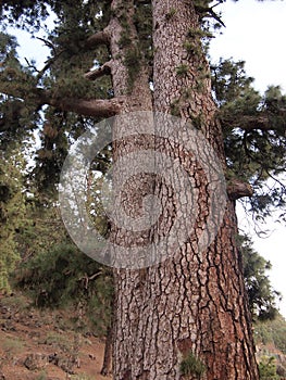 Pino de Las Dos Pernadas - pinus canariensis (Vilaflor de Chasna (Tenerife, Canary Islands, Spain) photo