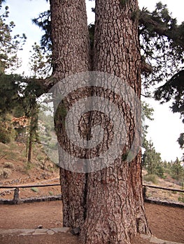 Pino de Las Dos Pernadas - pinus canariensis (Vilaflor de Chasna (Tenerife, Canary Islands, Spain) photo