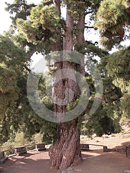 Pino Gordo - pinus canariensis (Vilaflor de Chasna, Tenerife, Canary Islands, Spain) photo