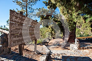 Pino Gordo tree on tenerife photo