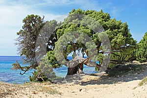 Pino marittimo sulla spiaggia photo