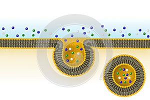 Pinocytosis. Cell transport