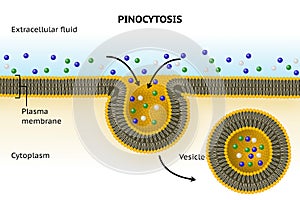 Pinocytosis. Cell transport