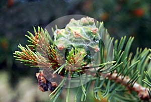 Pinon Cone