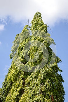 Pinophyta tree in nature garden photo