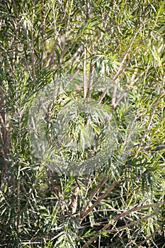 Pinophyta tree in nature garden photo