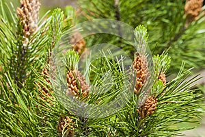 mountain pine closeup