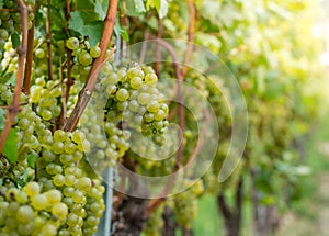 Pinot blanc grapes variety. Vitis vinifera `Pinot Blanc