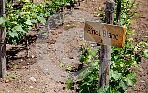 PINOT BLANC Wine sign on vineyard. Vineyard landcape