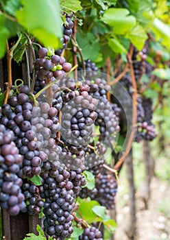Pinot Grigio grape variety. Pinot Grigio is a white wine grape variety that is made from grapes with grayish, white red, and or pu photo