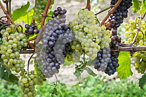 Pinot Grigio grape variety. Pinot Grigio is a white wine grape variety that is made from grapes with grayish, white red, and or pu photo