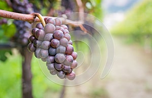 Pinot Grigio grape variety. Pinot Grigio is a white wine grape variety that is made from grapes with grayish, white red, and or pu photo