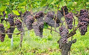 Pinot Grigio grape variety. Pinot Grigio is a white wine grape variety that is made from grapes with grayish, white red, and or pu photo