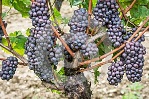 Pinot Grigio grape variety. Pinot Grigio is a white wine grape variety that is made from grapes with grayish, white red, and or pu