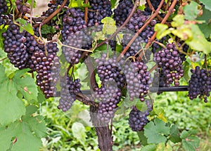 Pinot Grigio grape variety. Pinot Grigio is a white wine grape variety that is made from grapes with grayish, white red, and or pu