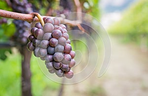 Pinot Grigio grape variety. Pinot Grigio is a white wine grape variety that is made from grapes with grayish, white red, and or pu