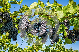 Pinot Grigio grape variety. Pinot Grigio is a white wine grape variety that is made from grapes with grayish, white red, and or pu