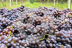 Pinot Grigio grape variety. Ripe bunch of grapes during harvest at the vineyard of South Tyrol/Trentino Alto Adige, northern Italy