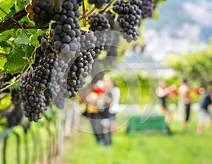 Pinot Grigio grape variety. Ripe bunch of grapes during harvest at the vineyard of South Tyrol/Trentino Alto Adige, northern Italy photo