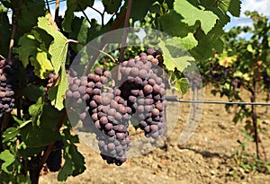 Pinot gris grape, brown pinkish variety, hanging on vine