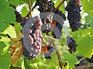 Pinot gris grape, purple and pinkish variety, hanging on vine