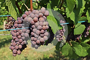 Pinot gris grape, purple pinkish and yellow variety, hanging on vine photo