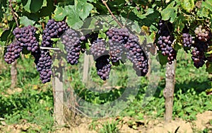 Pinot gris grapes, blue brownish variety, hanging on vine photo