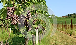 Pinot gris grapes, brown pinkish variety, hanging on vine at the end of August. photo