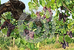 Pinot gris grapes, brown pinkish variety, hanging on vine photo