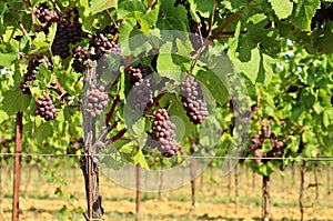 Pinot gris grapes, brown pinkish variety, hanging on vine photo