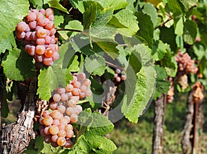 Pinot gris grapes of brownish pink variety, hanging on vine few days before the harvest
