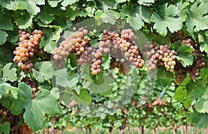 Pinot gris grapes, brownish pink variety, hanging on vine few days before the harvest photo