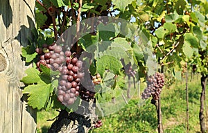 Pinot gris grapes hanging on vine photo