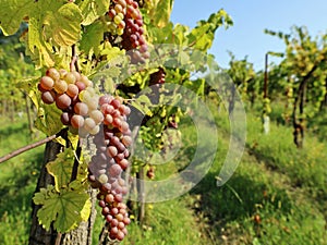 Pinot Gris grapes with multicolored berries, hanging on vine photo