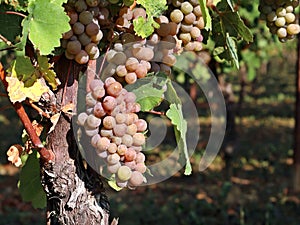 Pinot gris grapes with multicolored berries hanging on vine photo