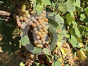 Pinot gris grapes, pinkish yellow variety, hanging on vine photo