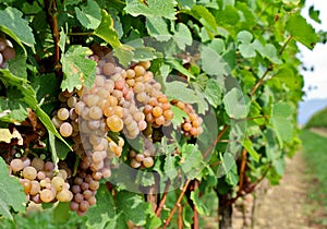 Pinot gris grapes, pinkish yellow variety, hanging on vine photo